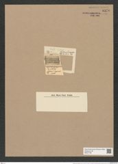 Skeletonema hungaricum Grun. (de-Toni-Nr.: Genus 191, Species 4723) Zeichnungen Sammlung Grunow Nr. 8370 (NHMW-BOT-W0377790)